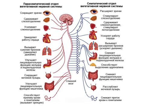 Влияние расширения левых отделов на организм