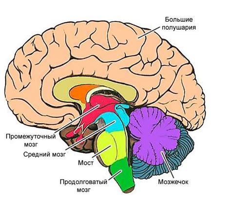 Влияние увеличения цистерны мозга на здоровье