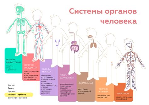 Влияние экранирования на функции организма