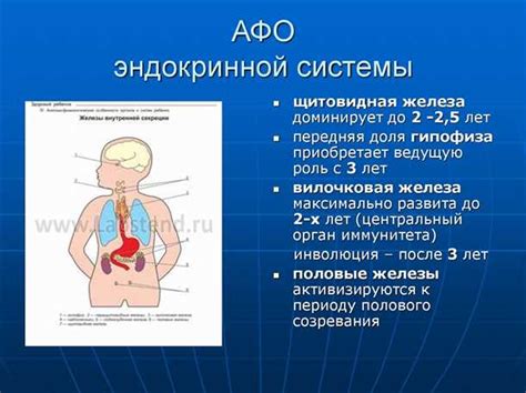 Влияние эндокринной системы на размер рук