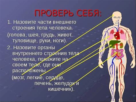 Внутренние и внешние причины щекотания внутри тела