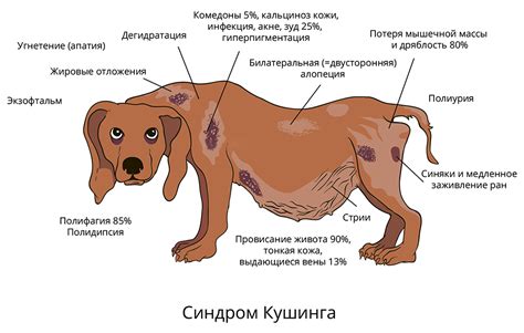 Возрастные изменения и симптомы собаки