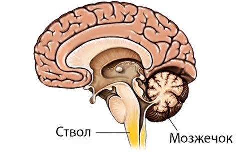 Врожденные причины расширения борозд мозжечка