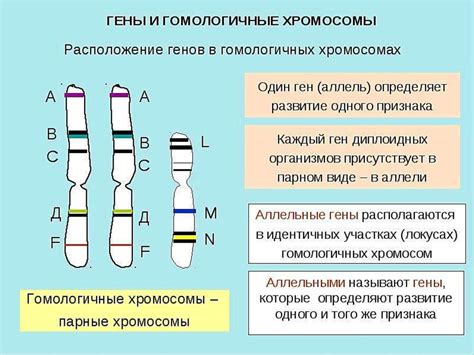 Генетика и передача наследственности