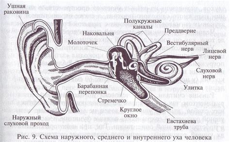 Заболевания внутреннего уха у собак