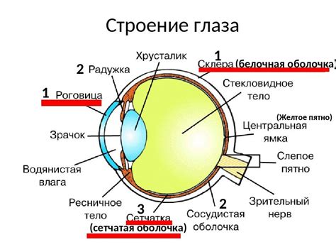 Значение глаз на рисунке