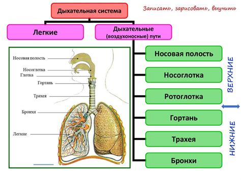 Значение для дыхательной системы