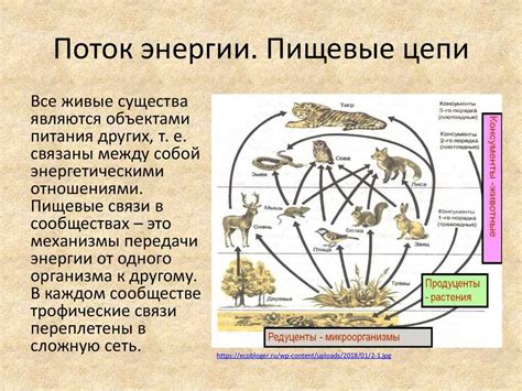 Значение и роль в экосистеме