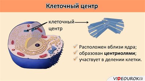 Значение клеточного детрита для человека