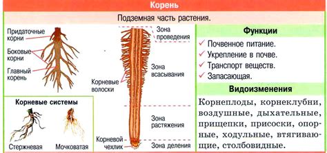 Значение корня дцать