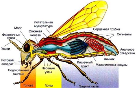 Значение крыльев в мифологии