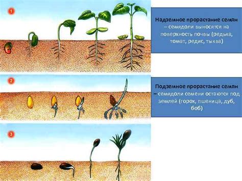 Значение почвы для растений: важность и влияние на рост и развитие