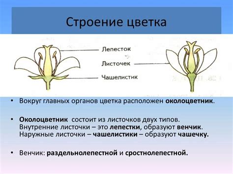 Значение редуцированного околоцветника