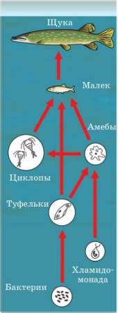 Значение свободноживущих простейших в экосистеме