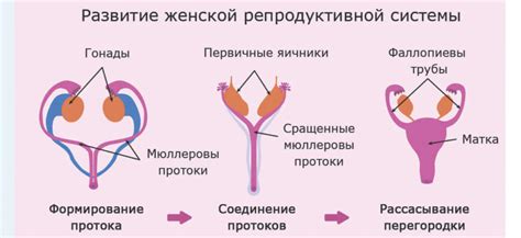 Изменения в репродуктивной системе