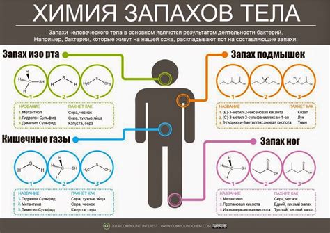 Индивидуальность запахов каждого человека