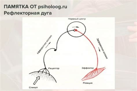 Инстинкты: определение и особенности