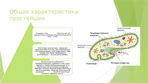 Исследования свободноживущих простейших