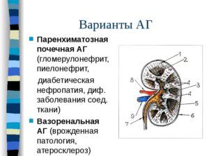 Истончение паренхимы почки у женщин