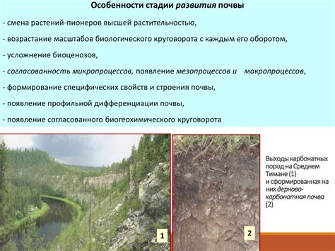 Карбонатная почва: основные принципы формирования