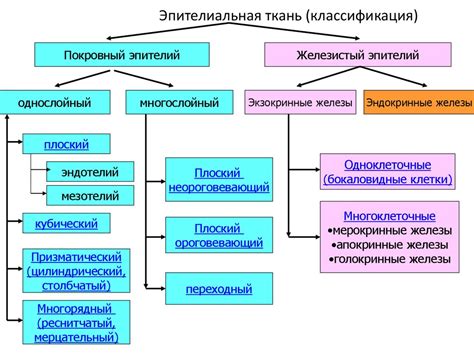 Классификация эпителиальных образований прямой кишки