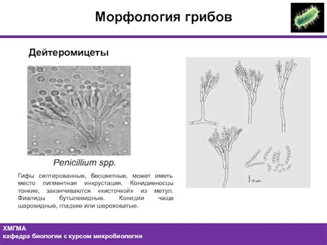 Классификация spp в микробиологии