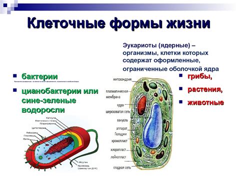 Клеточные процессы: основа жизни