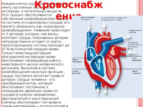 Коронарное кровоснабжение - важная функция организма