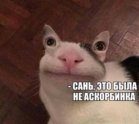 Котики как популярные мемы в интернете