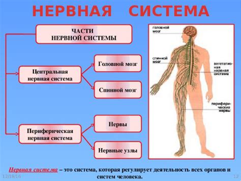 Лестничный тип нервной системы: что это и его примеры