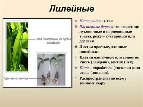 Лилейные семейства и их адаптации к разным условиям