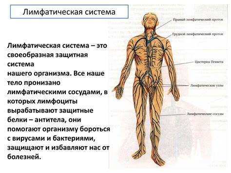 Лимфатическая система человека