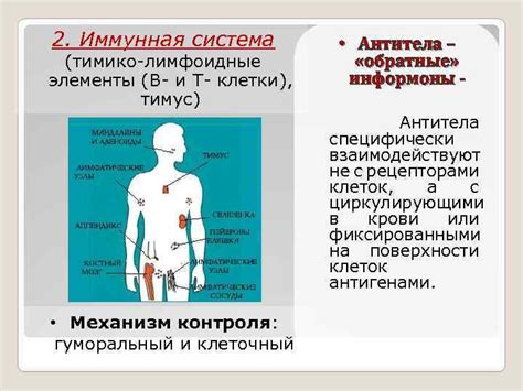 Лимфоидные элементы: определение и классификация