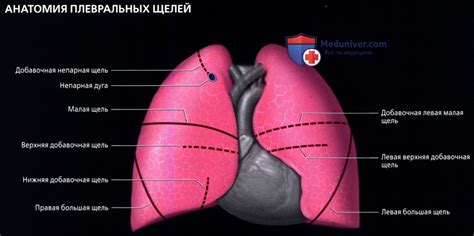 Междолевая плевра справа подчеркнута