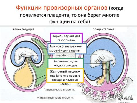 Место расположения хориона