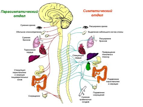 Механизмы накопления РФП в организме