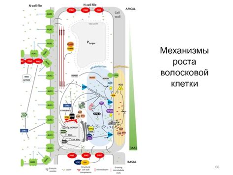 Механизмы роста клетки