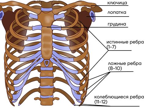 Мос грудины человека