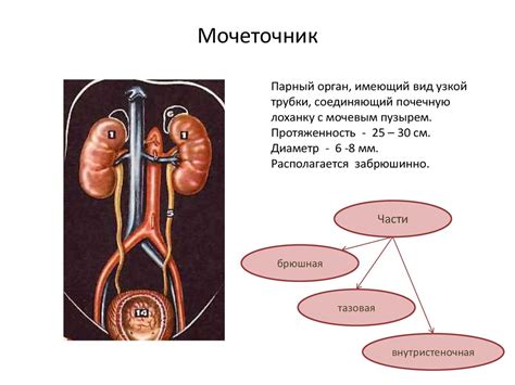 Мочеточники: анатомические особенности и функции