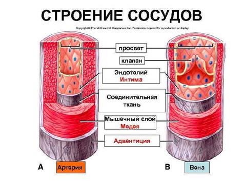 Мышечный слой: движение и сокращение