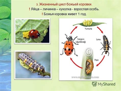 Насколько точки важны для состояния психики божьей коровки