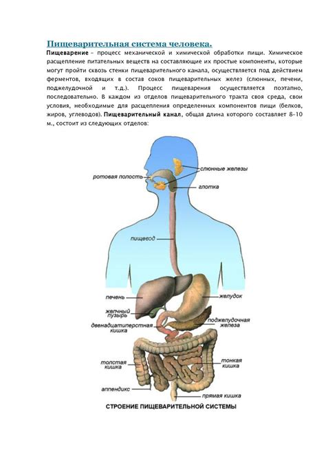 Недостатки пищеварительной системы