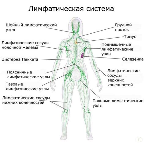 Объяснение структуры и функции лимфоузлов