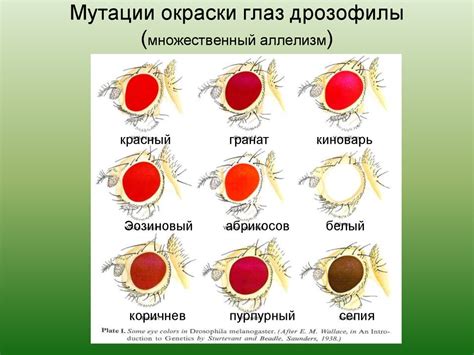 Окраска глаз