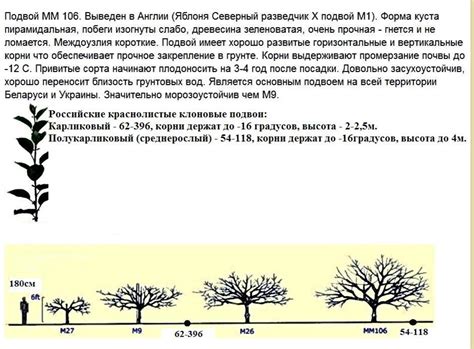 Описание подвоя ММ106