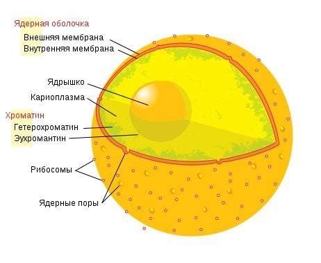 Определение и значение клеточного детрита