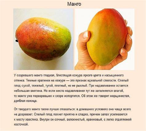 Определение спелости манго: признаки и характеристики