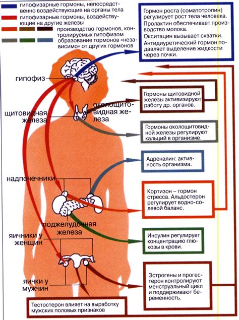 Определение эндорфинов и их роль в организме