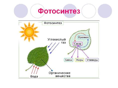 Основная функция фотосинтеза на Земле