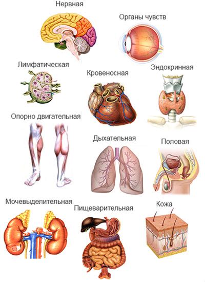 Основные органы системы